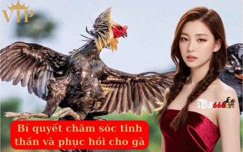 Bí quyết chăm sóc tinh thần và phục hồi cho gà