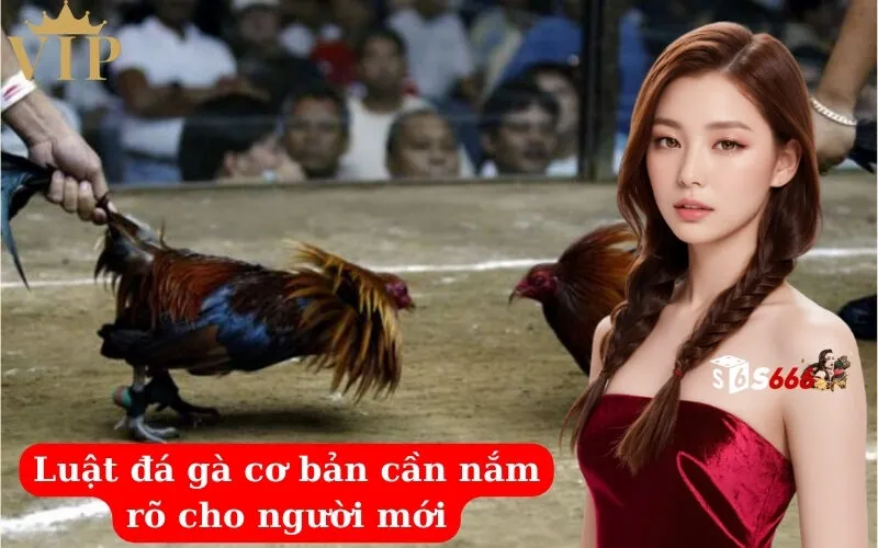 Luật đá gà cơ bản cần nắm rõ cho người mới