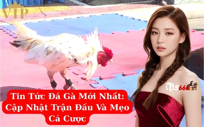 Tin Tức Đá Gà Mới Nhất Cập Nhật Trận Đấu Và Mẹo Cá Cược