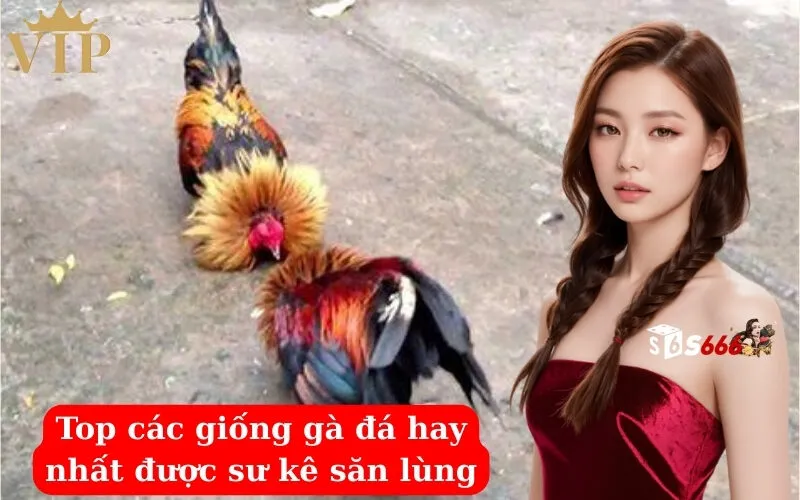 Top các giống gà đá hay nhất được sư kê săn lùng