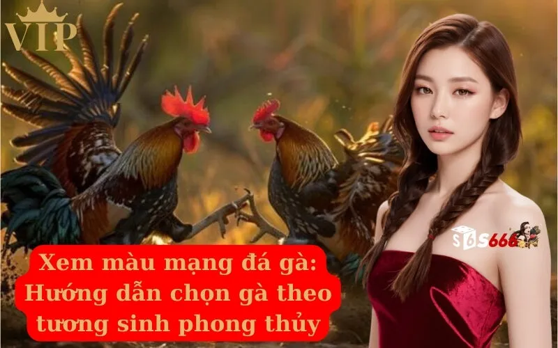 Xem màu mạng đá gà Hướng dẫn chọn gà theo tương sinh phong thủy